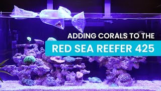 Adding Corals to the Red Sea Reefer 425 G2: Water Tests, Placement \u0026 More!