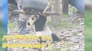 3人の飼育員が付き添って遊んでいて♥️、子パンダも幸せすぎるでしょう〜🤤 | iPanda パンダ楽園 #shorts