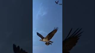 Osprey |Short video| @falcon lover.5 #fyp