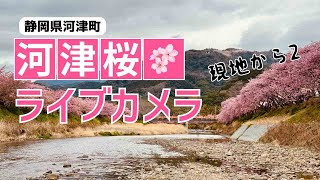 【現地からLIVE】河津桜ライブカメラ2024年2月17日(土) その2