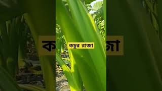 এমন বড় কচুর গাছ দেখেছেন কখনো? 🌱 সঠিক পরিচর্যায় কচু হতে পারে প্রকৃতির বিস্ময়। Rabiul awal 💚 #কচুগাছ