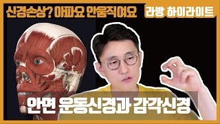 안면신경이란? 운동신경 감각신경에 대해 [신경손상 #1]