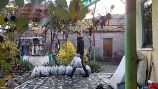 Storing 1000 black pine saplings