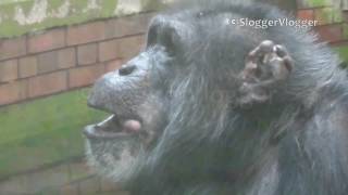 Chimpanzee Blowing Kisses