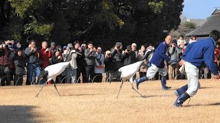 2017元旦 後楽園 タンチョウの放鳥２