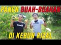 PANEN BUAH-BUAHAN DI KEBUN BELAKANG RUMAH