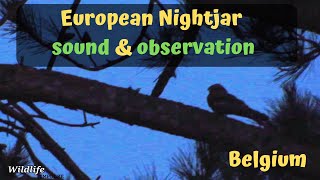 European nightjar (caprimulgus europaeus) sound and observation in Belgium - Europese nachtzwaluw