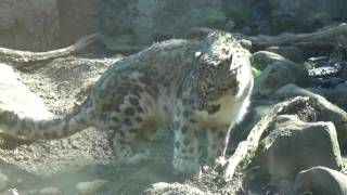 ユキヒョウコボがウンチした　Snow Leopard took a dump