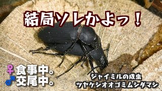 19ジャイアントミルワーム飼育記 ツヤケシオオゴミムシダマシ なんか思ってたんと違うような 閲覧注意