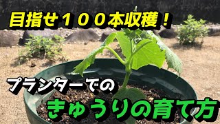 【きゅうり】最初が肝心！プランターでのきゅうりの育て方【家庭菜園】