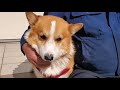 【コーギー】日向ぼっこがとても気持ち良さそうな犬が、かわいいdekopon that looks very comfortable in the sun【corgi】【犬】