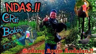 Seru dan Tegang, nya Berburu Ayam Hutan pagi‼️#2_JAGO_1_BABON