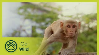 Home Hunters - Monkey Thieves S2 6/13 - Go Wild