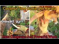 Most Dangerous And Powerful Work I Coconut Tree Cutting I Master Media 1.0