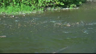 Pennsylvania Fish \u0026 Boat Commission investigating fish kill in Blair County