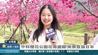 凱擘台中新聞 1140219(后里區)中科櫻花公園花海盛開 美景直逼日本