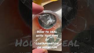 How to deal with this type of #contamination on #mycelium #mushroom