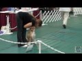 2012 UKC Carolina Classic | United Kennel Club