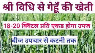 SRI method of wheat cultivation in hindi !! श्री विधि तरीका से गेहूँ की खेती सम्पूर्ण जानकारी हिंदी