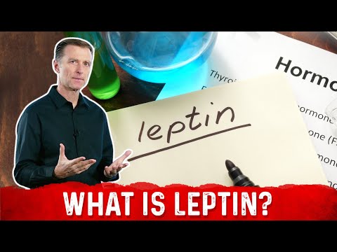 Where can I find leptin?