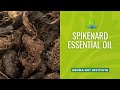 Spikenard Essential Oil - Benefits And How To Use