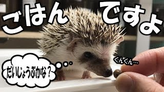 【ハリネズミ生活　ハリネズミベビーの餌付けと新しいケージについて】（くろねこチャンネル）