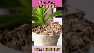 蘭花專用樹皮植料+水苔輕鬆養蘭花，比例如何？影片的連結在留言處#蝴蝶蘭上盆 #蝴蝶兰烂根怎么办  #蝴蝶蘭爛根處理 #蝴蝶蘭 #蝴蝶兰 #蝴蝶兰烂根怎么处理 #蝴蝶兰上盆 #shorts