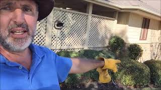 Topiary in Texas, the fine art of hedge trimming!