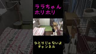 ララちゃん　ホリホリ【みんながクリップしてくれた動画😊】　 #cat　＃子猫　＃猫　＃保護猫　＃たまねこ