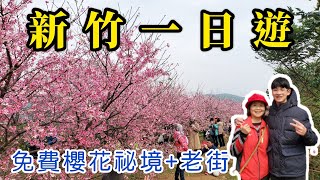 【新竹一日遊】賞櫻趣🌸，免費新竹關西櫻花祕境+內灣老街走走吃美食😋，客家板條好好吃ㄛ，家庭旅遊，一日遊推薦