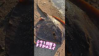 １投目でまさかのエイ　#釣り  #fishing