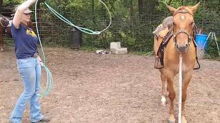 Colt Starting - Roping and Rope desensitization