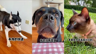 【喵可酱】这样的罗威猪，你想拥有一只吗#罗威纳犬 #Shorts