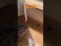 猫vs蜂