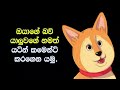 ඔයාගේ බලු යාලුවා එයාගේ හැගීම් ඔයාට කියන ක්‍රම 16ක් l dog lover කෙනෙක් නම් ඔයා මේක බලන්නම ඕනී