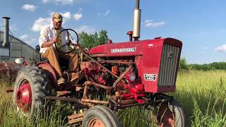 Final Silver Queen Sweet Corn Cultivating