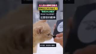 猫：吓我一跳