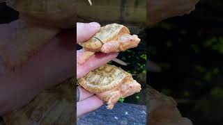 Baby ALBINO Snapping Turtles!!