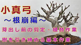 春に行うコマユミの植え替え、根崩し作業