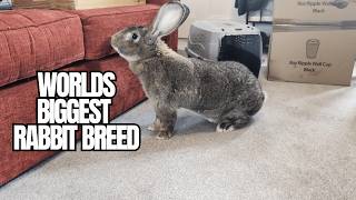 The Endless Joy Of Owning A Flemish Giant Rabbit