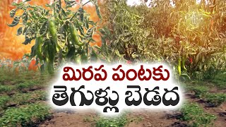 మిరప పంటపై తెగుళ్ల ప్రభావం |  Impact of Pests on Chilli Crop | Guntur Dist