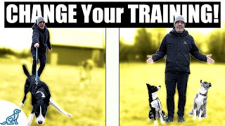Here’s Why Dog Trainers' Dogs Get Trained So Quickly