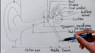 How to make the diagram of human ear