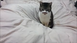 ちょこんと座る可愛い猫　実は添い寝中！？　キジトラ猫リキちゃん【リキちゃんねる　猫動画】Cute cat