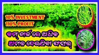 Zero investment crop |Kam kharcha re adhika labha deauthiba fasal | କମ୍ ଖର୍ଚ୍ଚରେ ଅଧିକଲାଭ ଦେଉଥିବା ଫସଲ