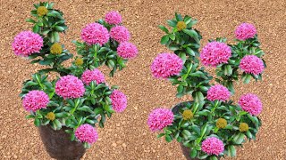 ixora plant സൂര്യ പ്രകാശത്തിൽ പൂക്കൾ അറിയാതെ# Kerala gardening ideas for home Malayalam # തെച്ചി