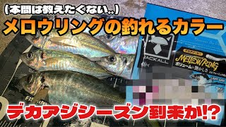 【アジング】このカラーがやばい！JACKALL「メロウリング」【淡路島】