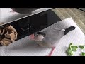 【＃12】威嚇の声　お迎え1ヵ月半　初野菜　文鳥 豆苗を食べる　java sparrow 桜文鳥の茶雪　怒る　キレる