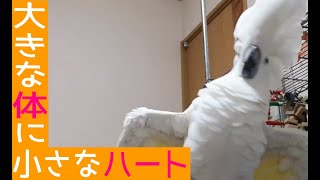 タイハクオウムをお迎えしたよ！【タイハクオウム/cacatua alba】