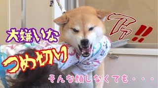 【犬の爪切り】超コワイ顔で咬むフリをする柴犬とおばちゃんトリマーの攻防戦